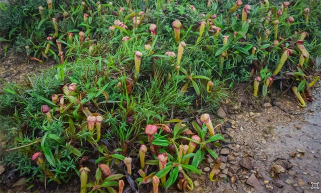 Unique pitcher plants in Cambodia