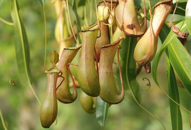 Mini Pitcher Plant