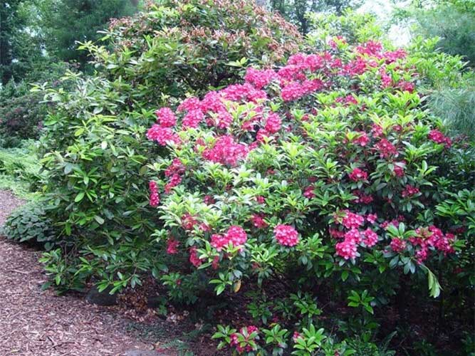 Mountain Laurel