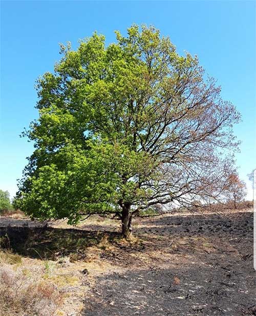 Half of the tree survived the fire