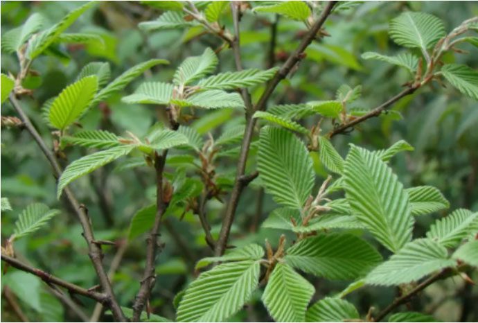 The Putuo Goose Ear Oak has a rather unique appearance.