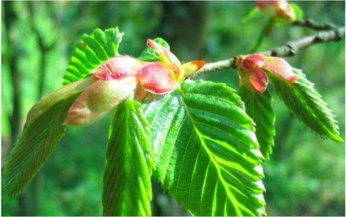 The flowers of the Putuo Goose Ear Oak have poor self-pollination.