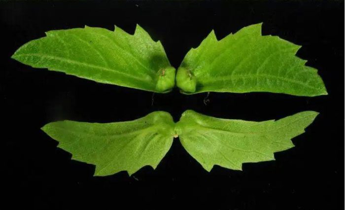 The Putuo Goose Ear Oak is a rare tree that has been sent to space.