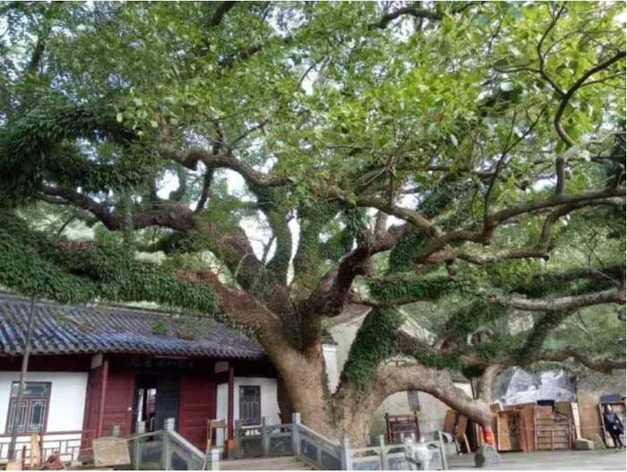 The tree that Chung Quan Guang had never seen was discovered on Putuo Mountain.