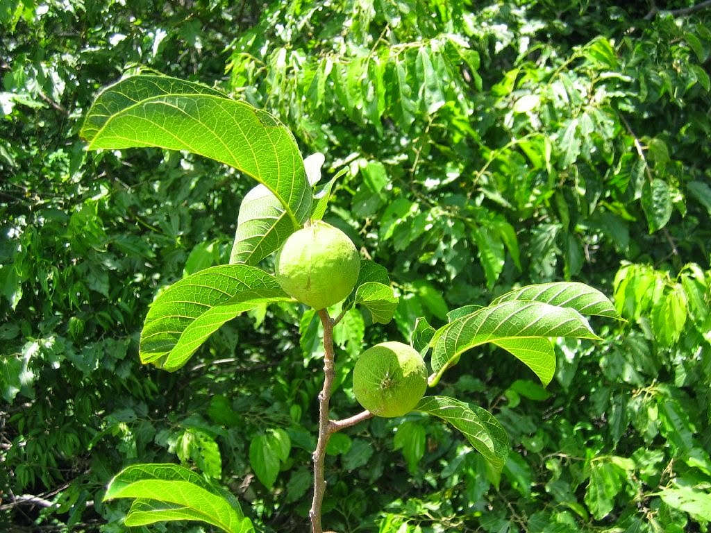 The Sui tree, also known as the Poison Arrow tree, has the scientific name Antiaris toxicaria.