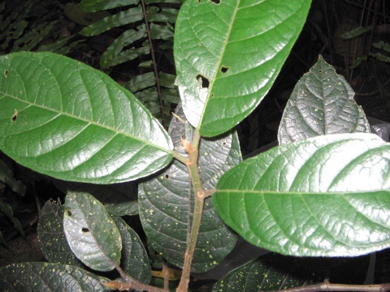 The mature Sui tree can have a diameter of up to 40 cm, with elliptic leaves measuring 7–19 cm in length and 3–6 cm in width, and light gray bark.