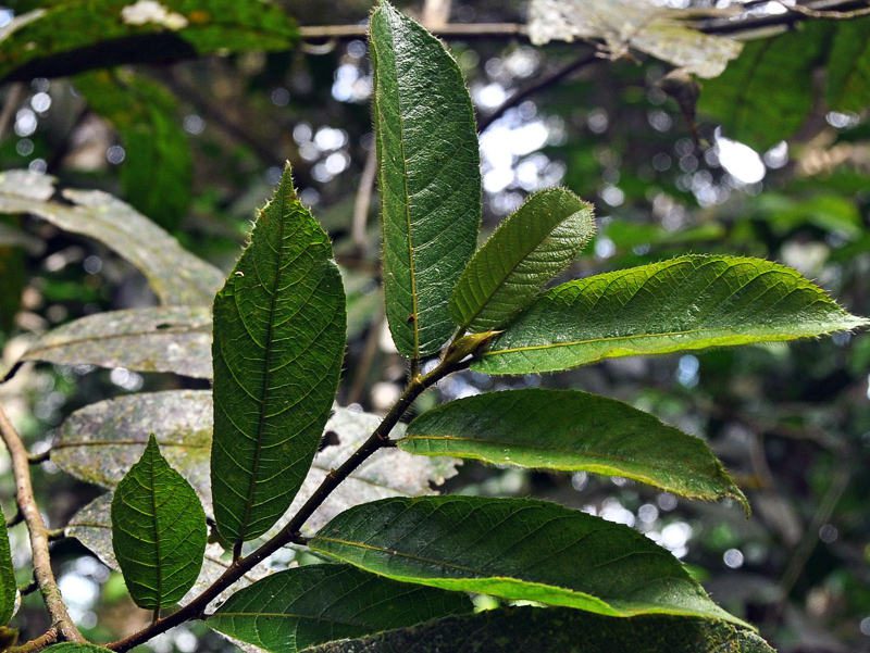 The Sui tree contains the famous cardenolides glycoside toxin, which is used to coat arrows and darts.