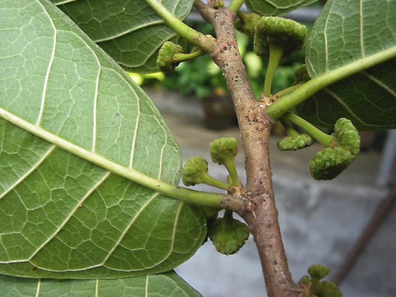 In China, this species is considered extremely dangerous. Folklore suggests that anyone poisoned by the Poison Arrow Tree will die after 7 steps uphill, 8 steps downhill, or 9 steps on flat ground.