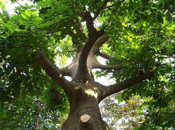 The sap of the Sui tree, if it enters the eye, can cause blindness. Contact with wounds can lead to absorption into the bloodstream, causing death if not treated in time.