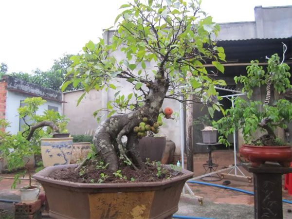 Techniques for Growing and Caring for Ornamental Fig Trees