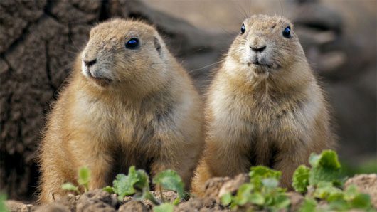 Not all meerkats are cannibalistic