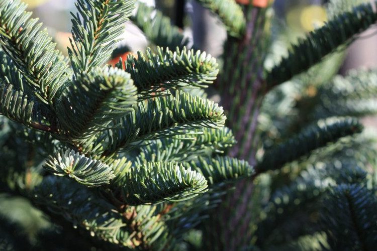 If someone in your home has asthma, you should avoid having a real Christmas tree indoors.