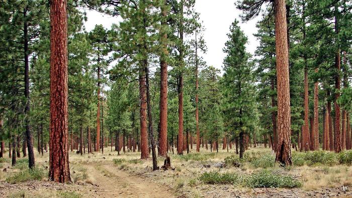 A Christmas tree with a shade equal to that of a soccer field creates a distinct ecosystem.