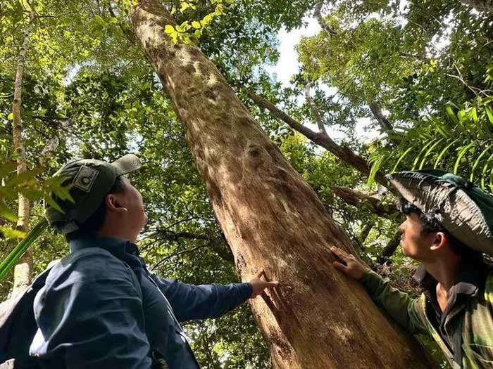 Longleaf Podocarpus is a large timber species