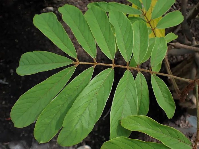 The roots of the fish poison plant can be used as an ingredient for making deworming medicine.