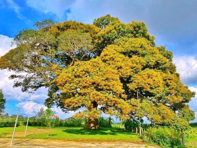 The tree blooms only on one side during the flowering season.