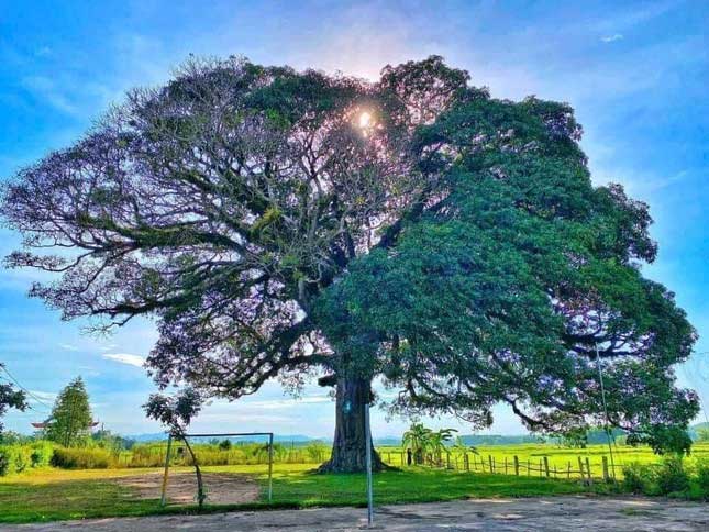 800-year-old Trôi Tree recognized as a heritage tree.