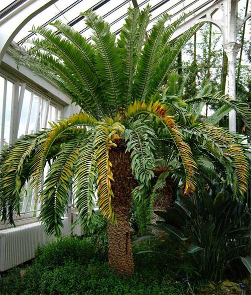 The lonely cycad in the Royal Botanic Gardens (UK)