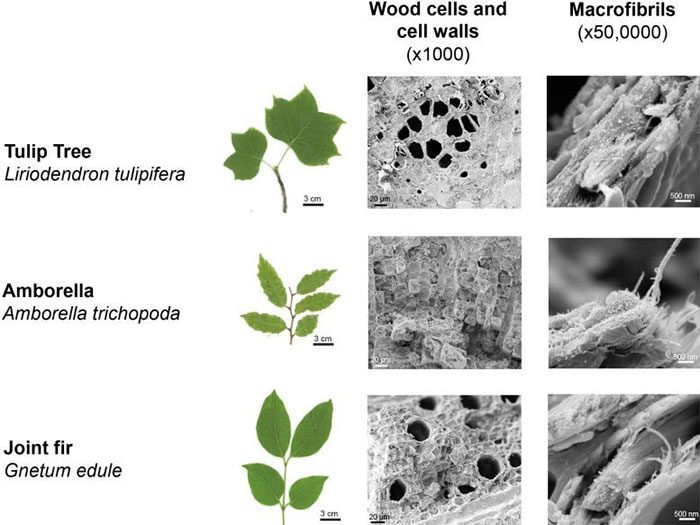 Nanostructure of wood from the Tulip tree