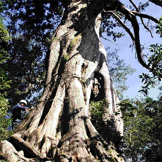 Cedar tree before it fell