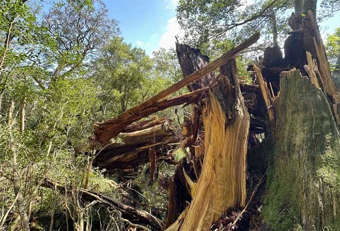 3,000-year-old cedar tree toppled by Typhoon Shanshan