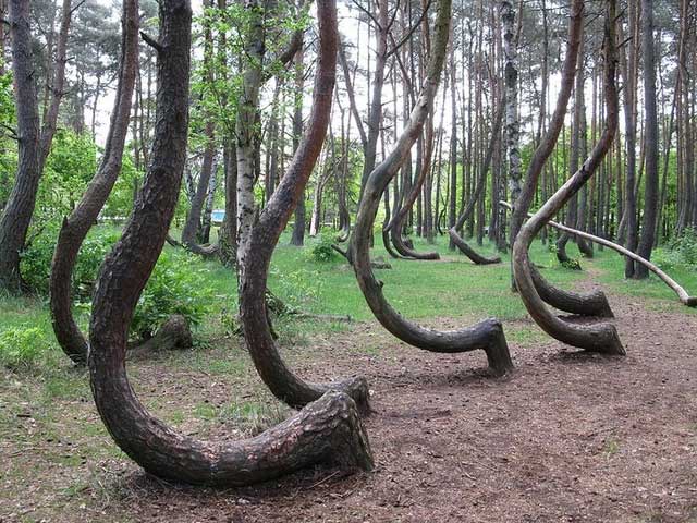 Crooked Forest in Poland