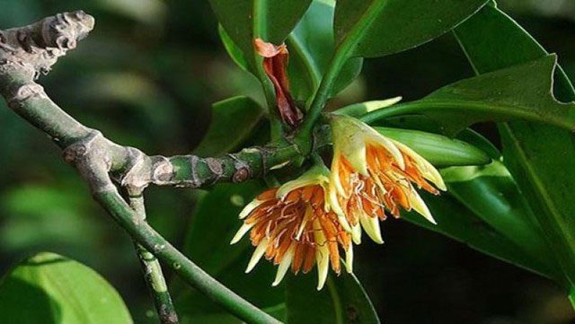 Black Mangrove