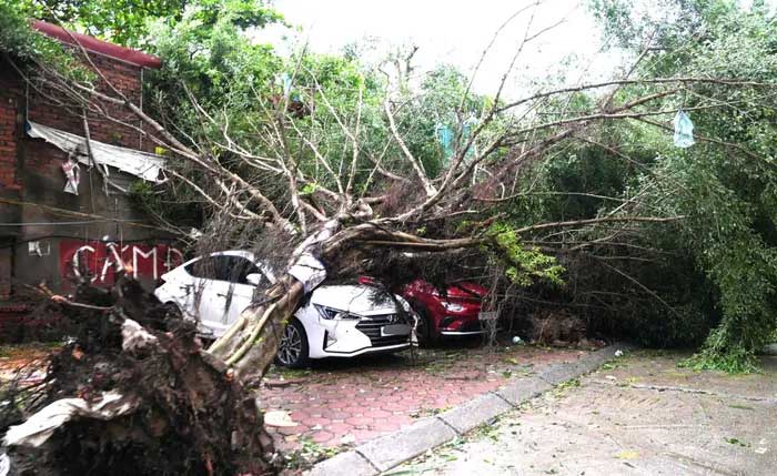 Uprooted trees causing damage to residents' property after Typhoon Yagi.