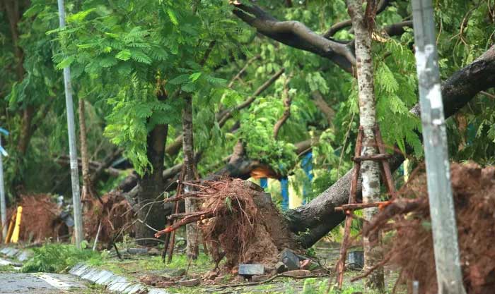 Trees uprooted in Hanoi after Typhoon Yagi.