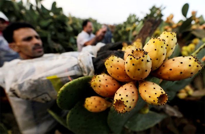 A worker harvesting Prickly Pear Cactus