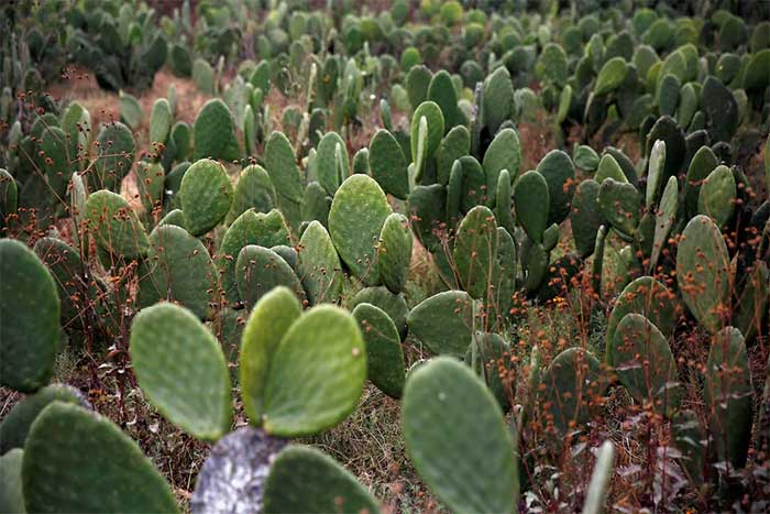 Prickly Pear Cactus