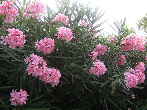 Oleander