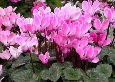 Cyclamen