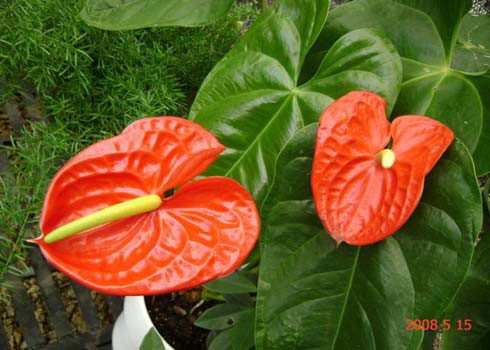 Anthurium