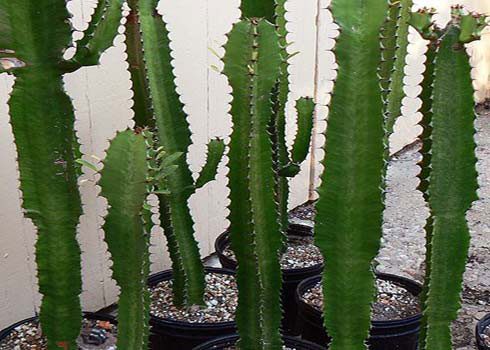 Three-Sided Cactus