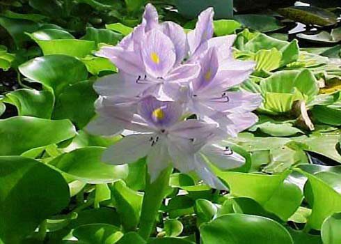 Water Hyacinth