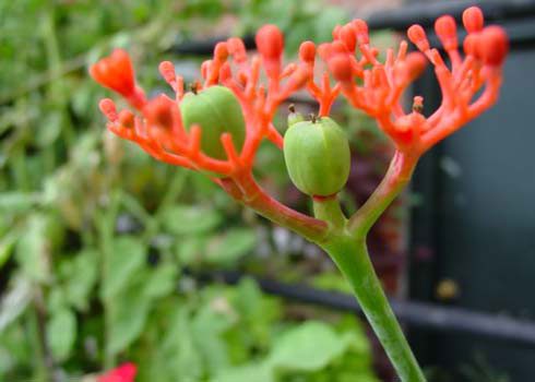 Jatropha