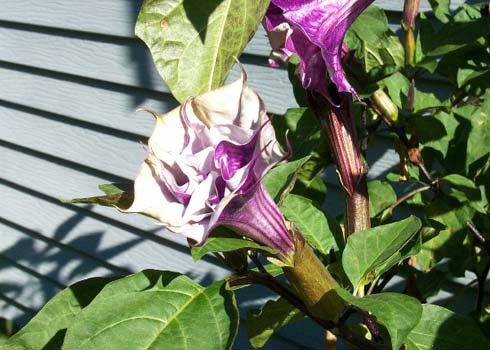 Deadly Nightshade, Some Ornamental Eggplants, Forget-Me-Not