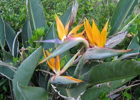 Bird of Paradise