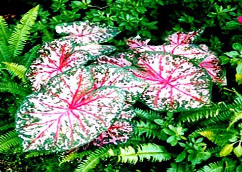 Caladium