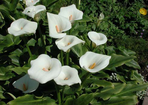 Arum Lily