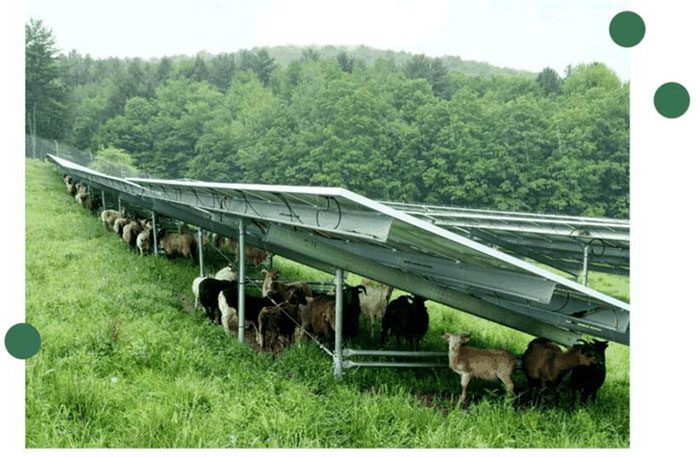 Weeds are cleared and sheep seek shade under the solar panels.