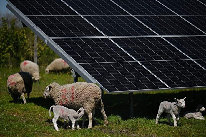 The model of sheep grazing + solar energy is thriving in the US and spreading to Europe.