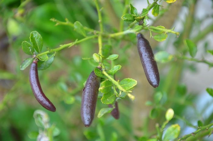 Finger lime is a high-priced fruit but is highly sought after in China.