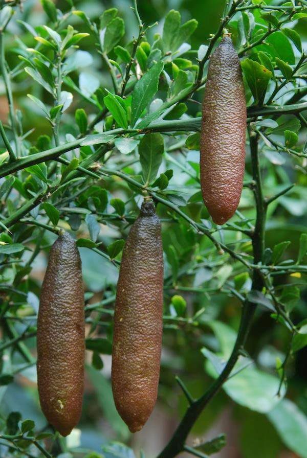 Finger lime is a native plant of Australia.