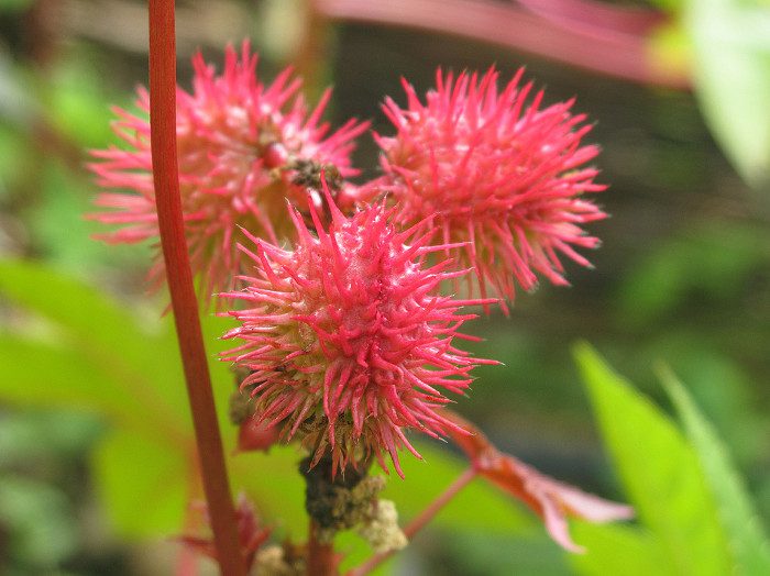 Ricin is extracted from the seeds of the castor oil plant (Ricinus communis).