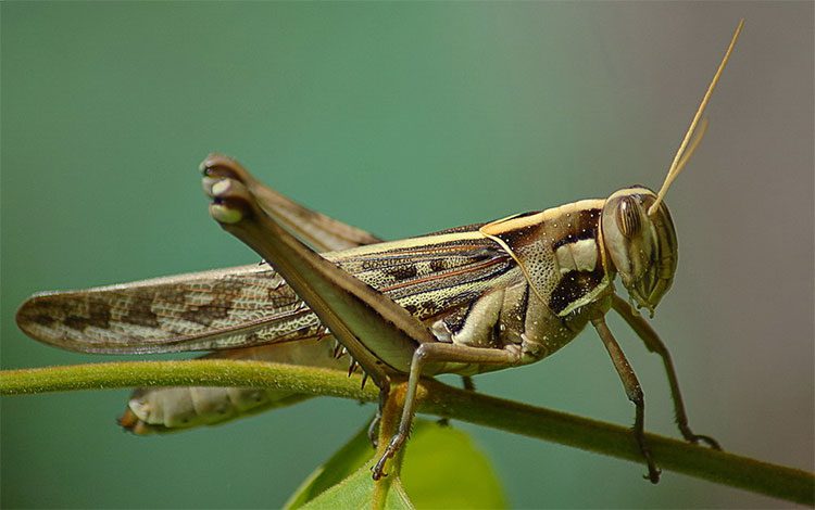 Grasshoppers breathe by 'breathing' through their abdomen.