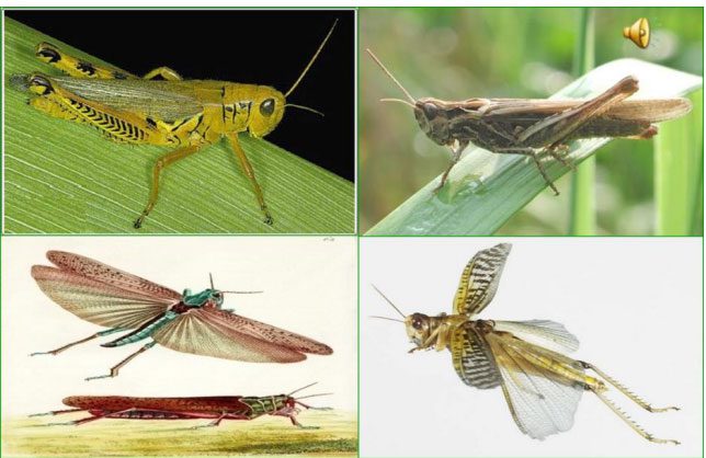 Grasshoppers are sexually dimorphic, with cluster-like gonads and tubular accessory glands.