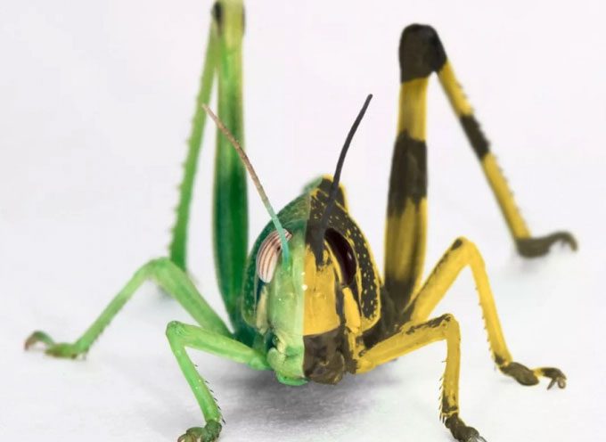 Desert locusts can change shape and color according to weather and climate.