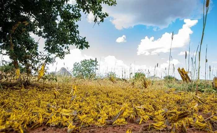 Desert locusts are attacking numerous countries worldwide.